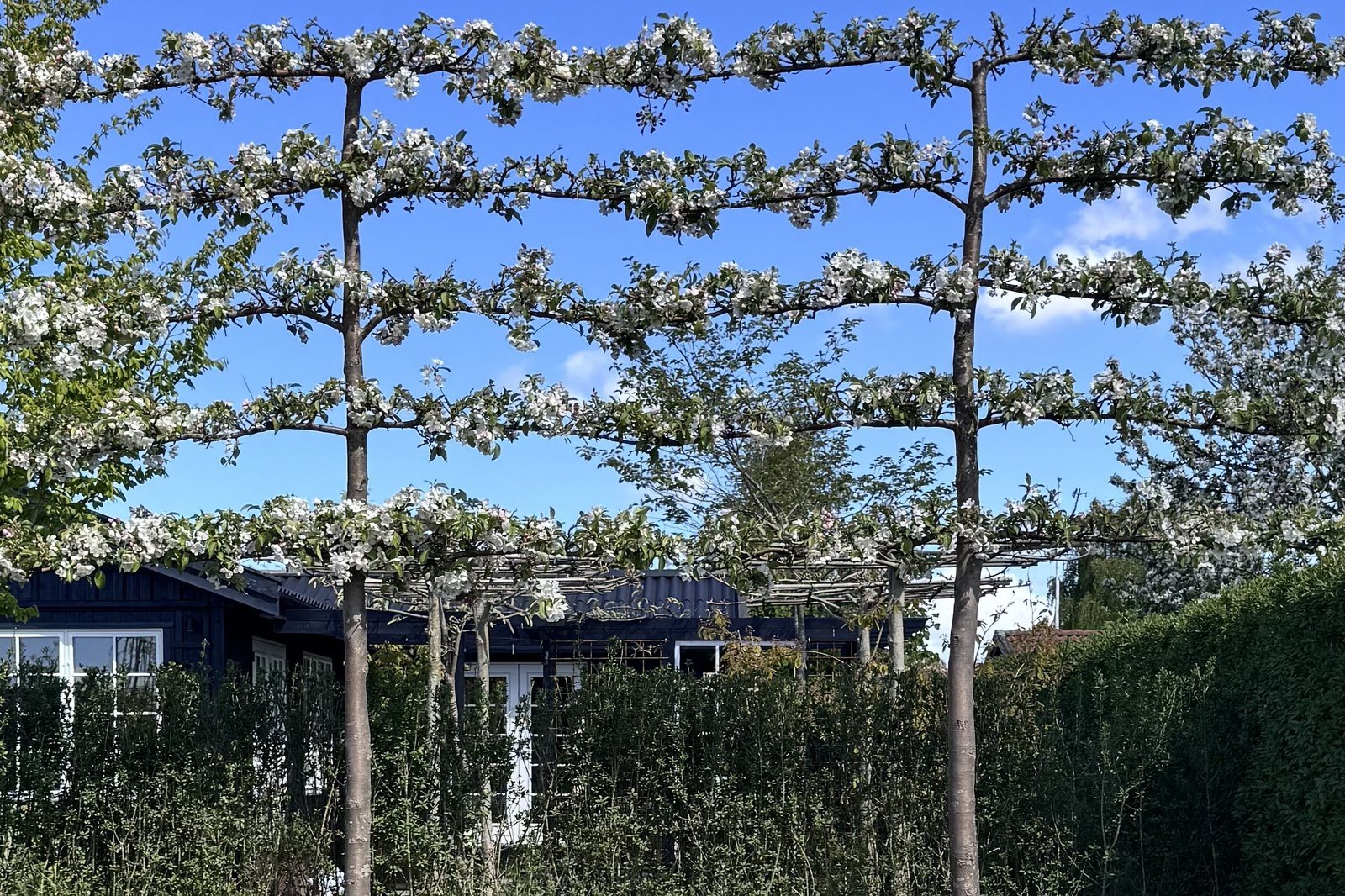 Svævende hække i blomst med frie stammer og klippede kroner